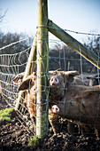 Schweine in einem Pferch Kent England UK