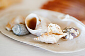 Assorted seashells in Castro Marim Portugal