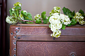 Flowering plant on brown leather chest in Petworth farmhouse West Sussex Kent