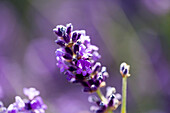 Sunlit lavender in Petworth garden West Sussex Kent