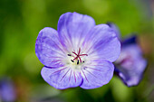 Purple flower in Petworth garden West Sussex Kent