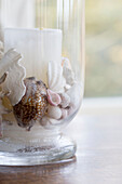 Collection of seashells in glass hurricane lamp Rectory house Cornwall UK