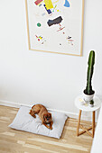 Dog on cushion with cactus below modern artwork in London apartment  UK