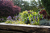 Erhöhte Holzblumenbeete im Garten von Alloa Schottland UK