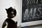 Black and white cat sits looking up at chalkboard in Alloa home  Scotland  UK