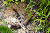 Schlafende Katze zusammengerollt im Garten in Sheffield Yorkshire UK