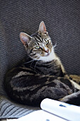 Getigerte Katze auf grauem Sitz in einem Haus in West Yorkshire UK