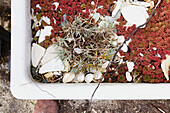 Ceramics and seashells with red succulent in planter  Berwick Upon Tweed garden  Northumberland  UK