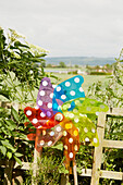 Spotted pinwheel at fence in East Riding of Yorkshire  England  UK