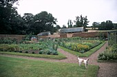 Walled kitchen garden with Jack Russell
