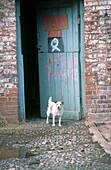 Jack Russell in front of blue stable door