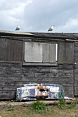 Seagulls perch on boarded beach house roof