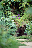 Cat sitting under bush in Suffolk garden