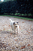 Pet dog runs on gravel pathway 