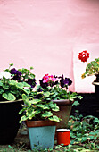 Pot plants and pink building exterior