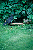 Birds on a bird bath in Suffolk cottage garden