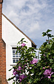 Exterior of period property with rose bush in bloom