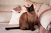 Siamese cat on sofa