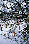Multi color christmas bauble hanging on bare tree