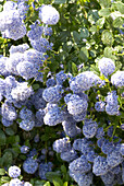 Blue flowers sunny day