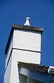 Seagull on chimney of house