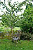 Chair under tree in Devon garden