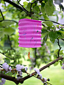 pink paper lantern hanging in a tree