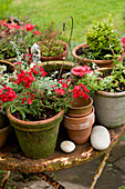Auslage mit verwitterten Gartenpfosten und Blumen