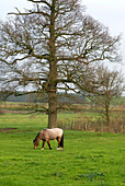 Horse grazing in field in rural Suffolk England UK