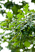 Oak leaves and seed pods in grounds of rural Suffolk country house England UK