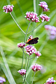 Butterfly on pink flower (possibly Valarian) in rural Suffolk England UK