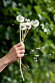 Woman holding dandelion (Taraxacum officinale) seed heads in Brecon, Powys, Wales, UK