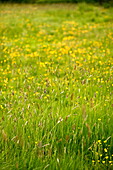 Field of buttercups (Ranunculus) and grasses in Brecon, Powys, Wales, UK