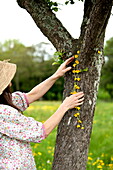 Woman resting chain of buttercups (Ranunculus) on a tree in Brecon, Powys, Wales, UK