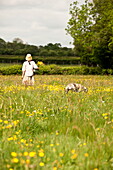 Frau geht mit ihrem Hund in einem Feld mit Hahnenfuß (Ranunculus) spazieren, Brecon, Powys, Wales, UK