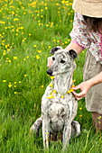 Frau platziert Hahnenfußkette (Ranunculus) auf Hund, Brecon, Powys, Wales, UK