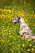 Dog sitting in field of buttercups (Ranunculus), Brecon, Powys, Wales, UK