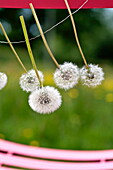 Dandelions (Taraxacum officinale) strung on a chair, Brecon, Powys, Wales, UK