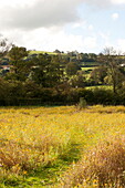 Weg durch ein Feld in ländlicher Umgebung in Blagdon, Somerset, England, UK