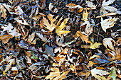 Full frame of fallen leaves in rural countryside in Blagdon, Somerset, England, UK