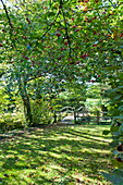 Hawthorn tree and berries with footbridge in rural garden, Blagdon, Somerset, England, UK