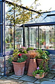 Terrakotta-Topfpflanzen und Gewächshaus im Außenbereich in Blagdon, Somerset, England, UK