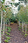 Fruit trees and steps in orchard of Blagdon garden, Somerset, England, UK