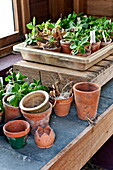 Succulent plants and terracotta pots on workbench in greenhouse interior, Blagdon, Somerset, England, UK