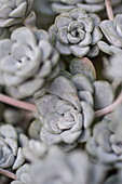 Variety of Echeveria Pollux succulent flower heads in greenhouse interior, Blagdon, Somerset, England, UK