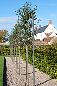 Fruit trees in kitchen garden, Blagdon, Somerset, England, UK