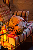 Dog sleeps on checked armchair in Tregaron home Wales UK