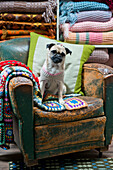 Pet dog on old leather armchair with crochet blanket in Tregaon shop interior Wales UK