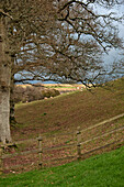 Sheep graze on hillside in Sherford countryside Devon UK