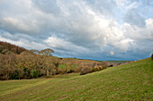 Woodland hillside landscape in Sherford countryside Devon UK